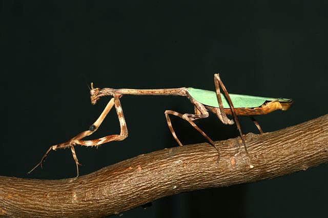 Phyllovates chlorophaea