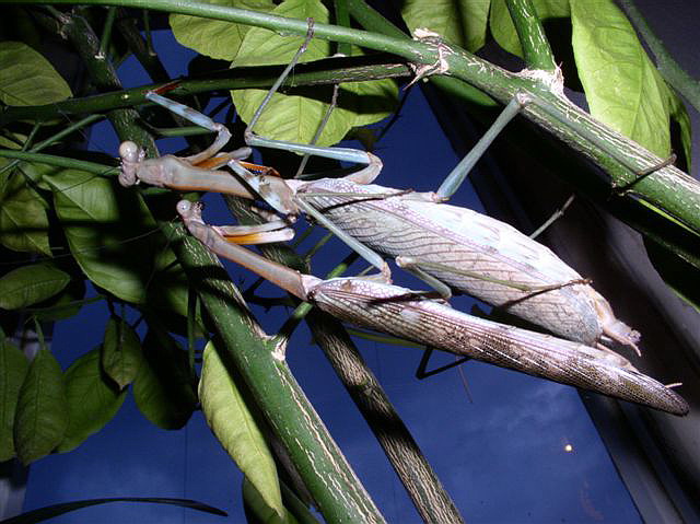 Plistospilota sp.