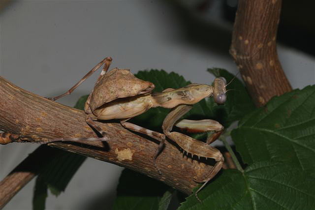 Pnigomantis medioconstricta