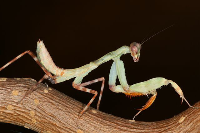 Pnigomantis medioconstricta