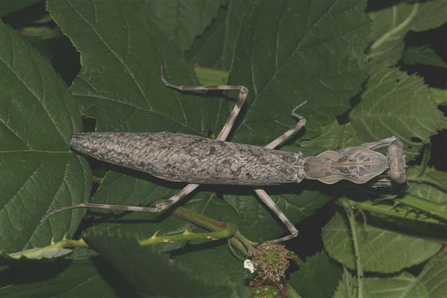 Pnigomantis medioconstricta