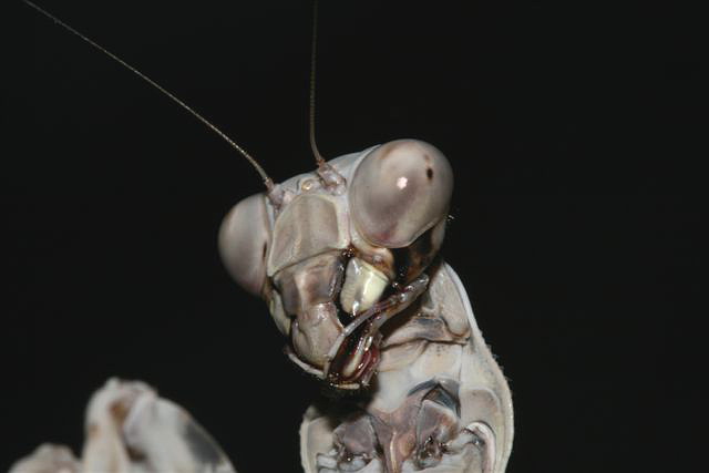 Pnigomantis medioconstricta