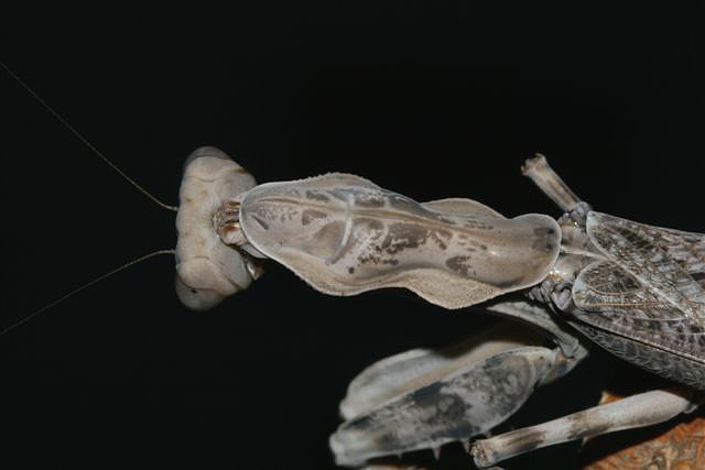 Pnigomantis medioconstricta