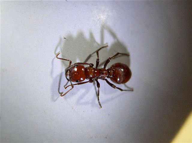 Polyergus rufescens