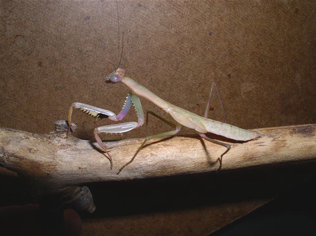 Polyspilota aeruginosa