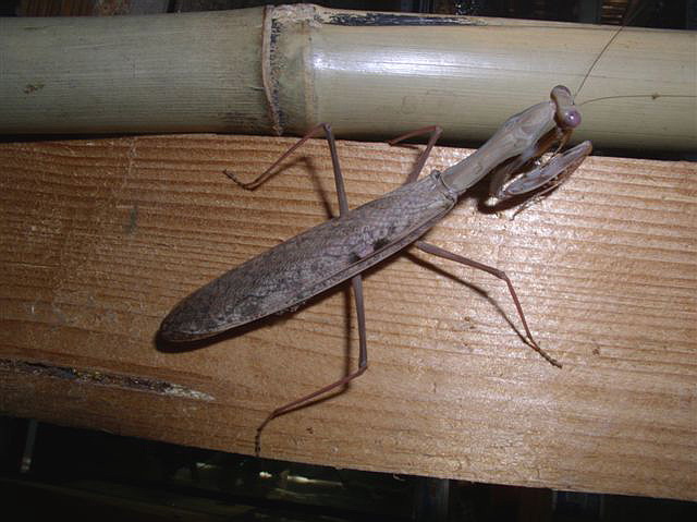 Polyspilota aeruginosa