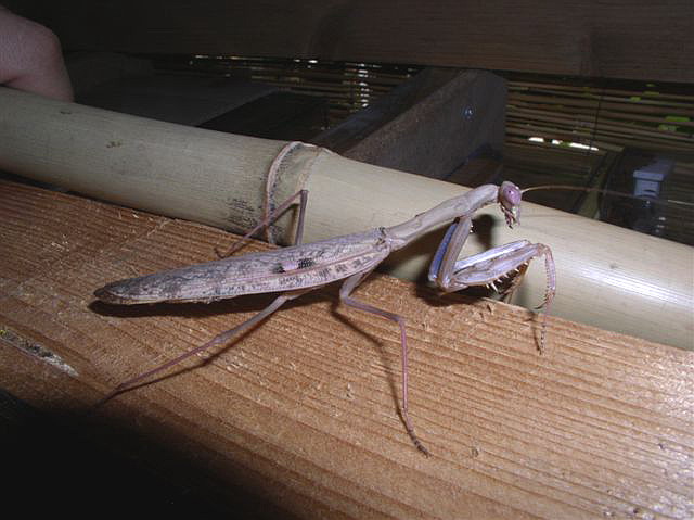 Polyspilota aeruginosa