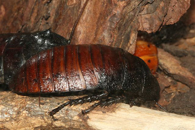 Gromphadorhina portentosa