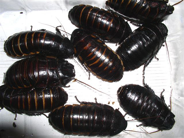 Princisia vanwaerebeki(ern)