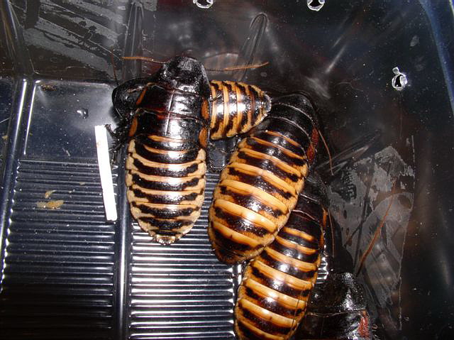 Princisia vanwaerebeki(pruhovan)