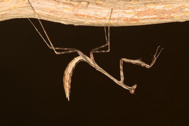 Pseudempusa pinnapavonis