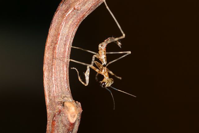 Pseudempusa pinnapavonis