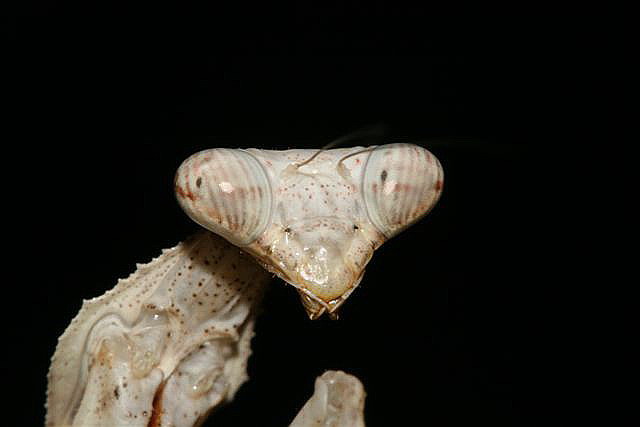 Pseudempusa pinnapavonis