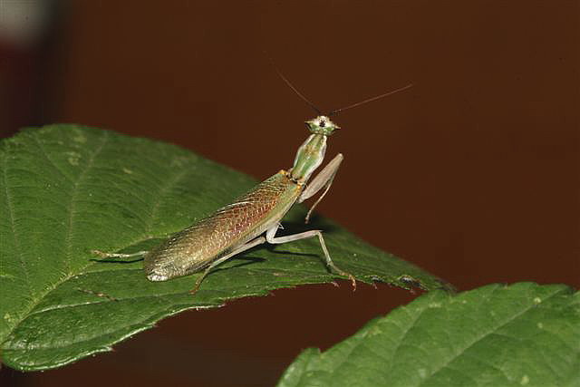 Pseudoharpax virescens virescens 