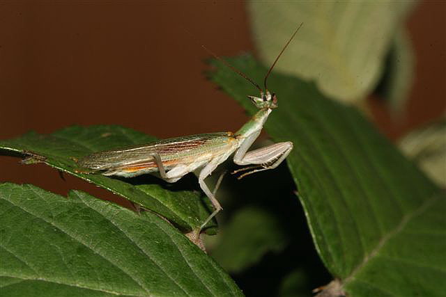 Pseudoharpax virescens virescens 