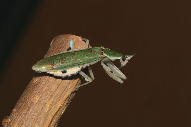 Pseudoharpax virescens virescens 