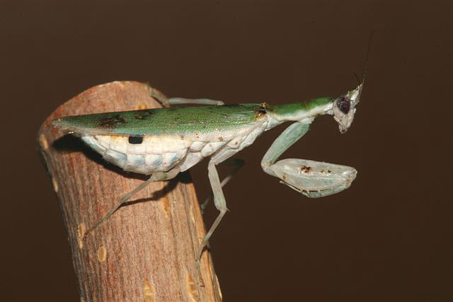 Pseudoharpax virescens virescens 