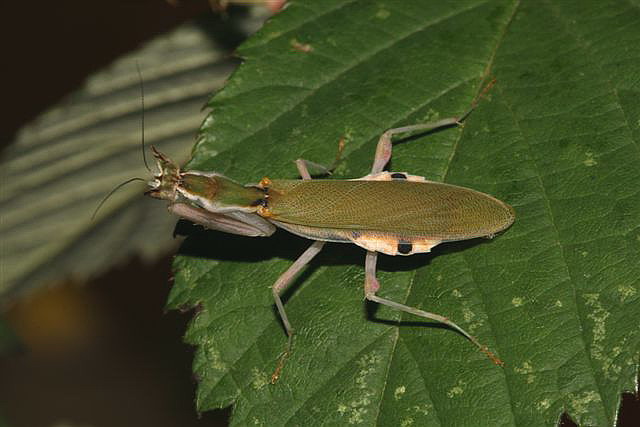Pseudoharpax virescens virescens 