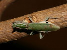 Pseudoharpax virescens virescens 