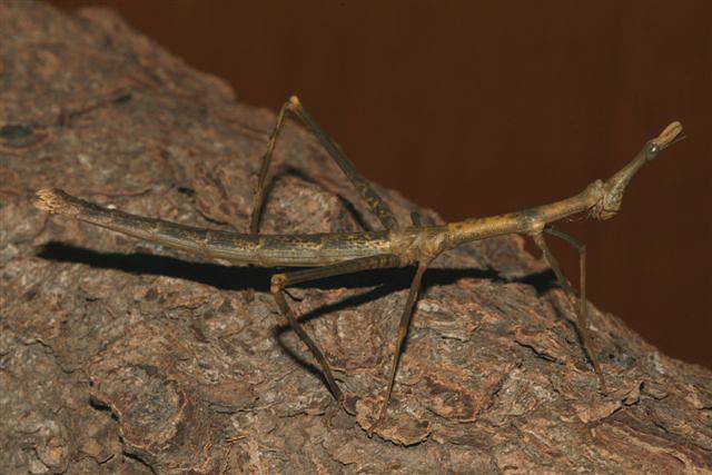 Pseudoproscopia latitorstris