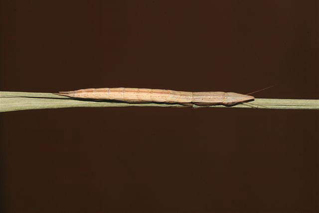 Pyrgomantis jonesi