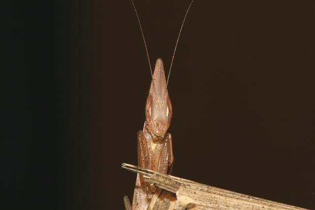 Pyrgomantis jonesi