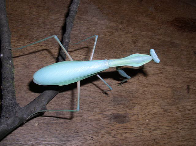 Rhombpdera extensicollis