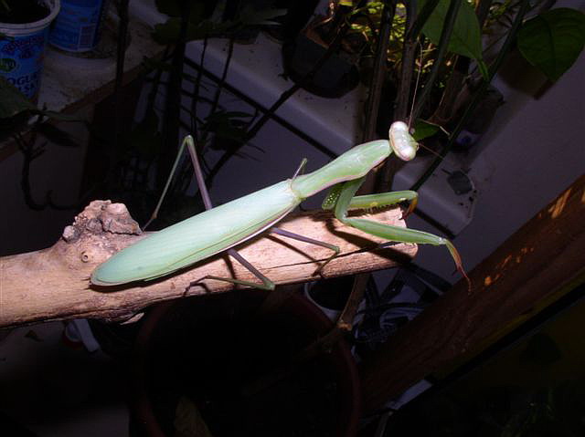 Mantis religiosa