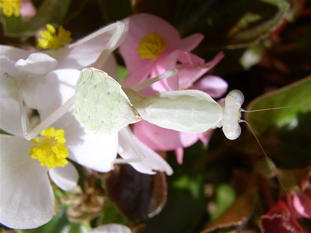 Rhombodera fusca(Thajsko)
