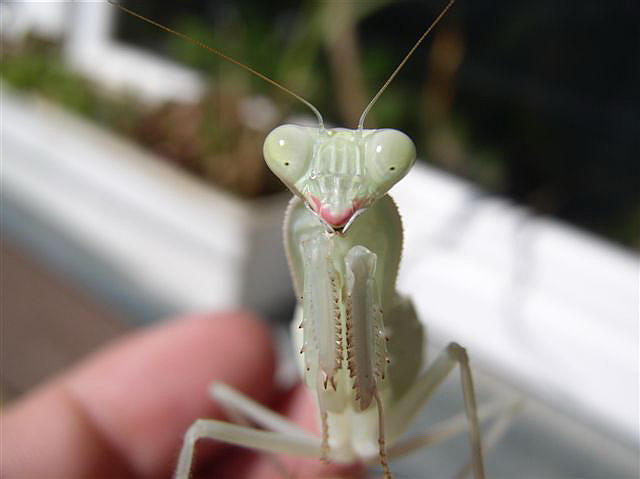 Rhombodera fusca(Thajsko)