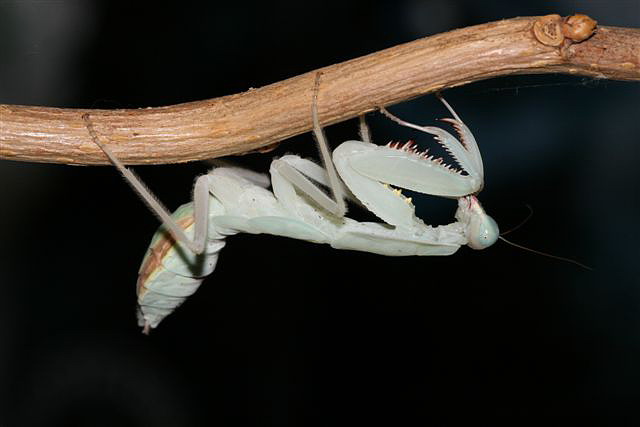 Rhombodera fusca(Thajsko)
