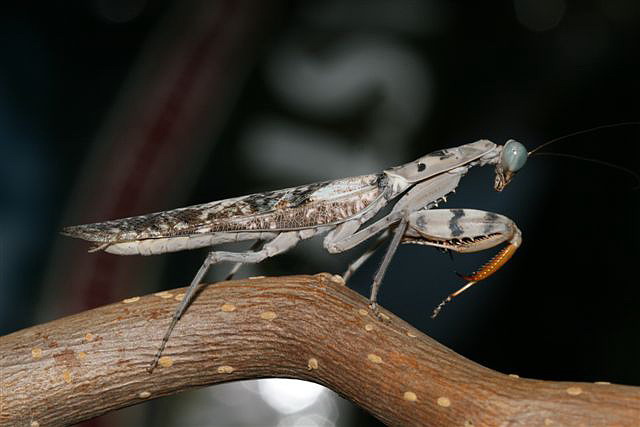 Rhombodera fusca(Thajsko)