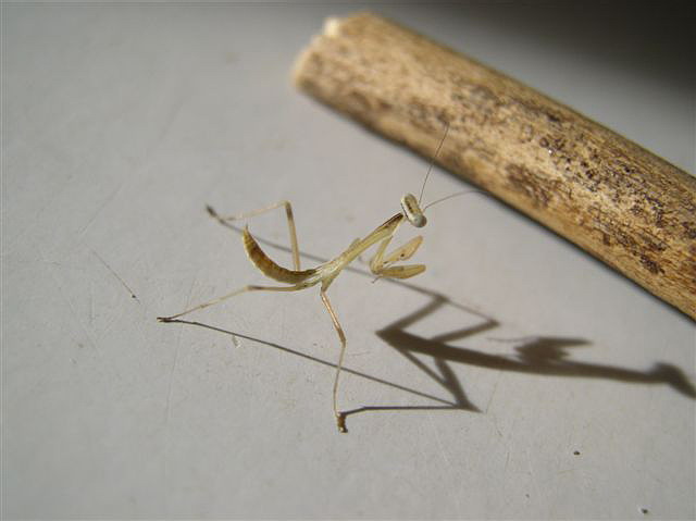 Rhombpdera extensicollis