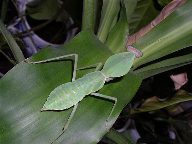 Rhombodera sp.(Thajsko)