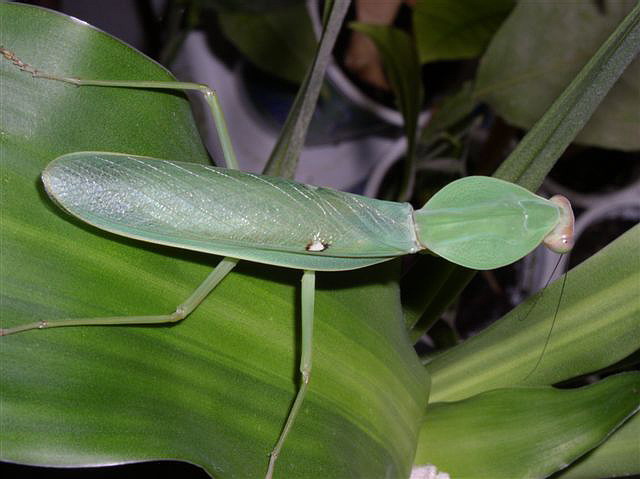 Rhombodera sp.(Thajsko)