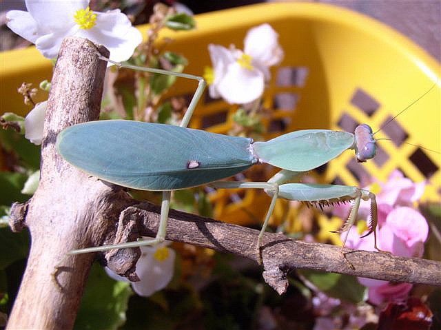 Rhombodera sp.(Thajsko)