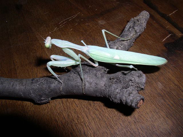Sphodromantis viridis