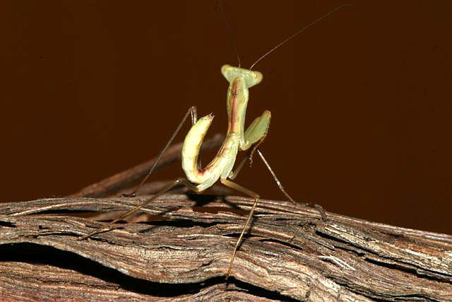 Sphodromantis sp.(Kamerun)