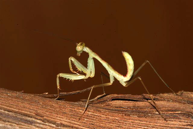 Sphodromantis sp.(Kamerun)