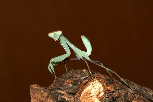 Sphodromantis sp.(Kypr)