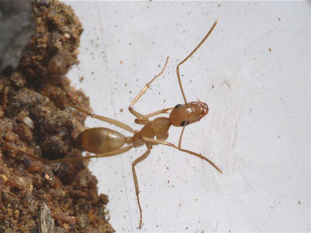 Camponotus sanctus