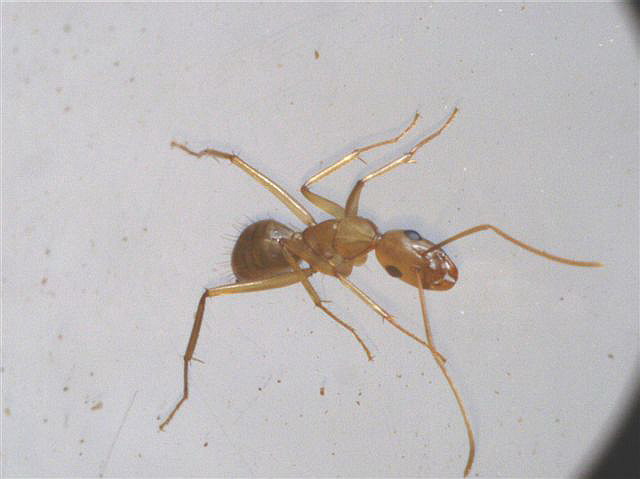 Camponotus sanctus