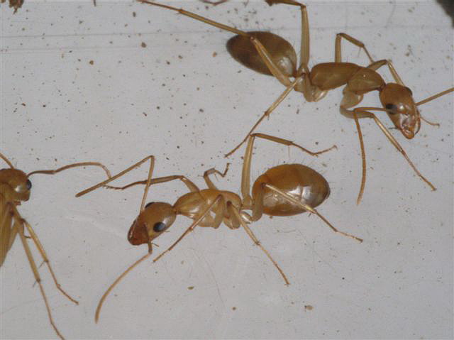Camponotus sanctus
