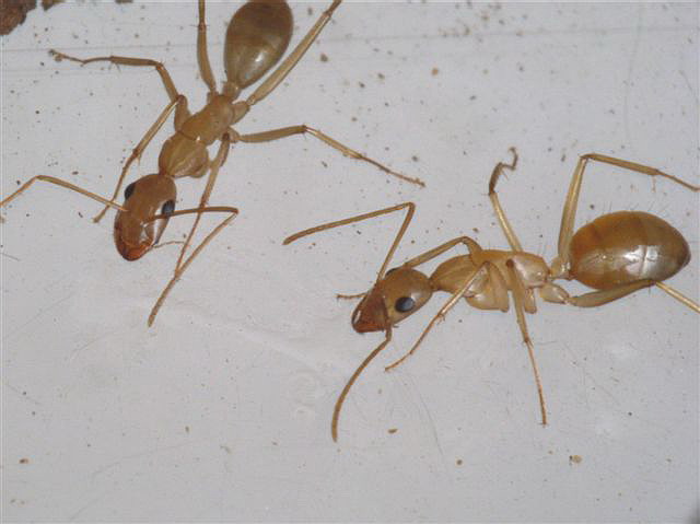 Camponotus sanctus