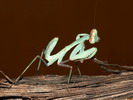 Sphodromantis sp.(Kypr)