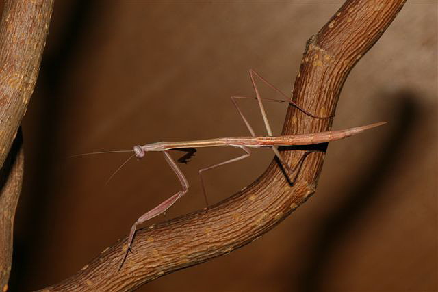 Solygia sulcatifrons