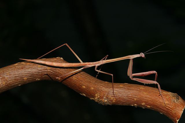 Solygia sulcatifrons