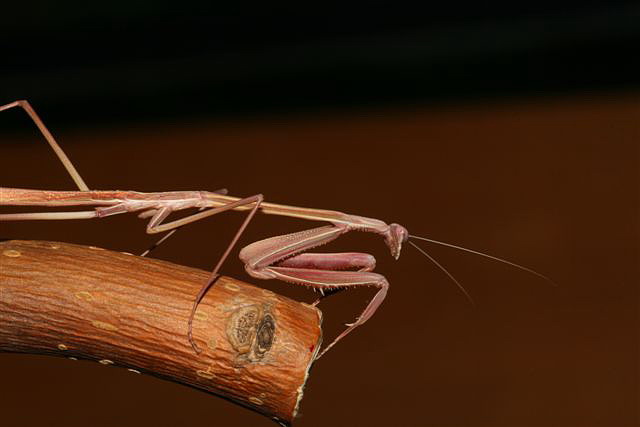 Solygia sulcatifrons