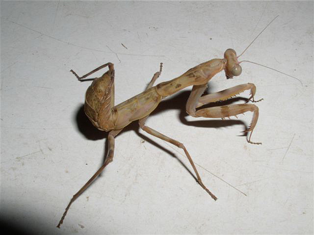 Hierodula sp.Filipny