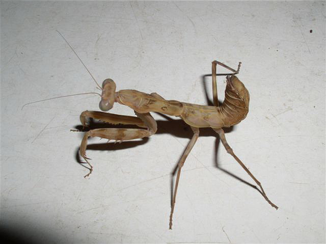 Hierodula sp.Filipny